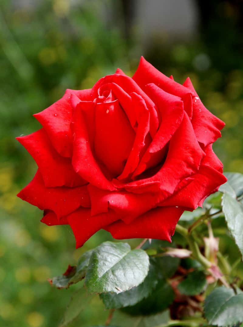 AFCON 2025 for Couples: Football Meets Romance