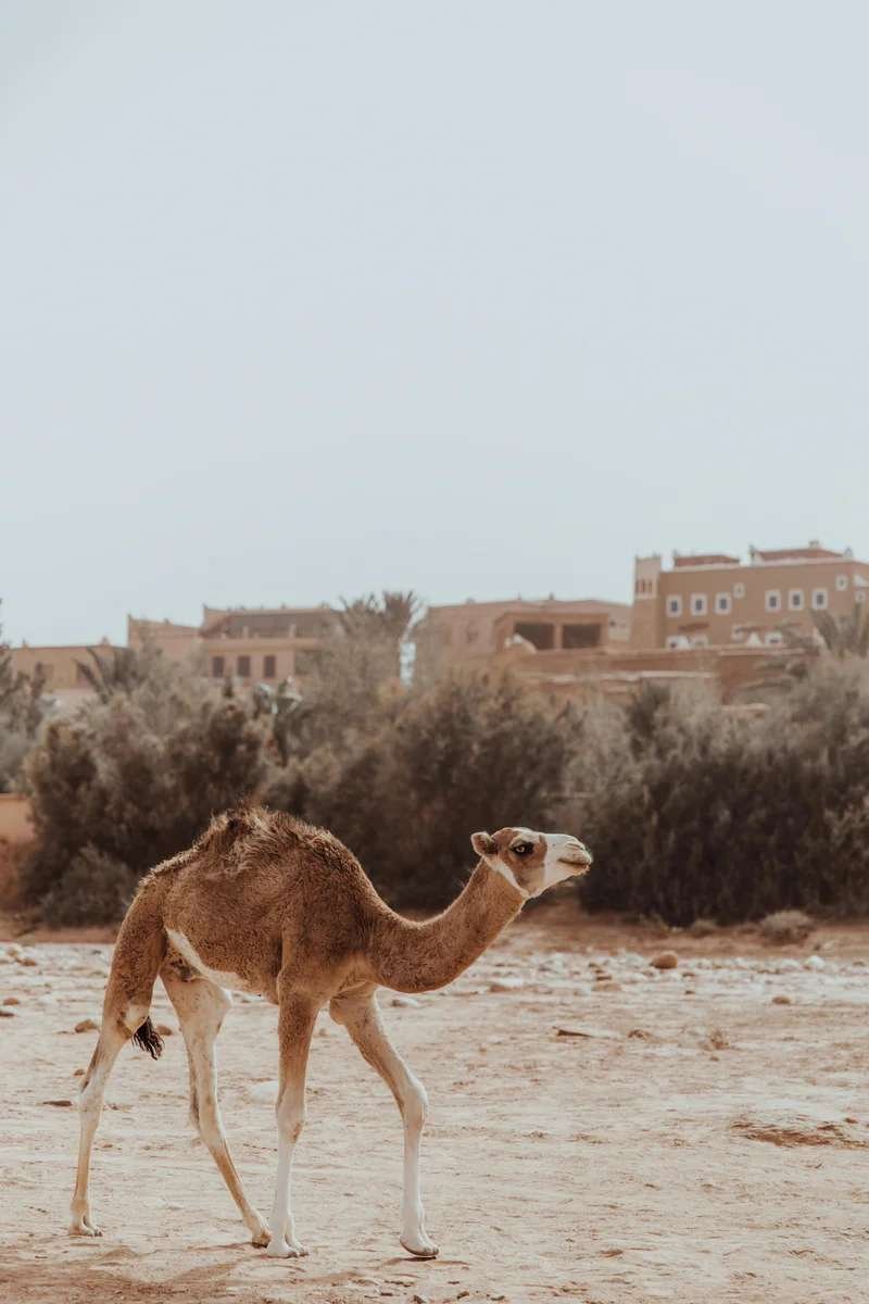 Solitary camel walking across arid terrain with traditional Moroccan kasbah and palm groves in background