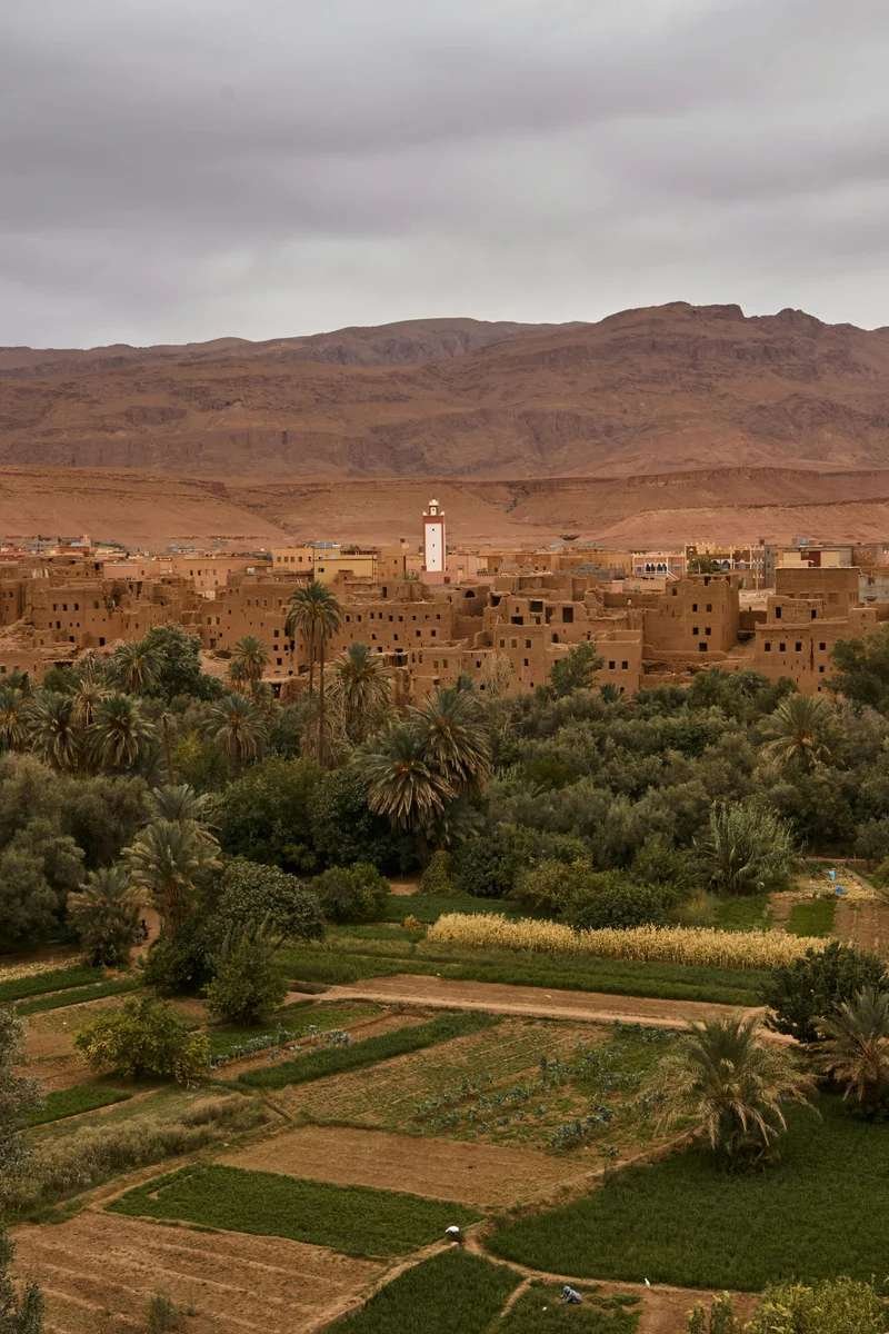 Lush green palm oasis valley near Tinghir with traditional kasbahs and desert mountains showing Morocco's dramatic seasonal landscape contrasts