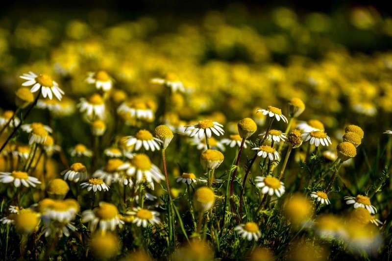 Endless chamomile flowers blooming in Moroccan countryside - nature discovery for families
